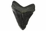 Fossil Megalodon Tooth - South Carolina #172236-1